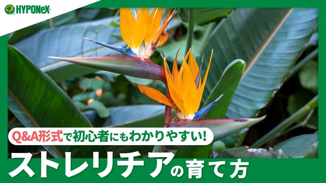 232 Q A ストレリチアの育て方 どんな場所で育てたらよいの 水やりや肥料 増やし方もご紹介 Plantiaq A 植物の情報 育て方をq A形式でご紹介 Youtube