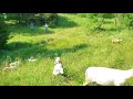 Sheep flock set up for ram lamb banding day.