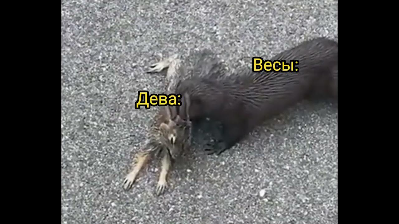 Kitty 666. Kitty 666