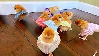 😍 Cute baby animals Video 2022 Cutest animals for when you are stressed by Cute Kiki 7,737 views 1 year ago 9 minutes, 29 seconds