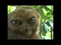 ДОЛГОПЯТЫ \  CUTE TARSIERS