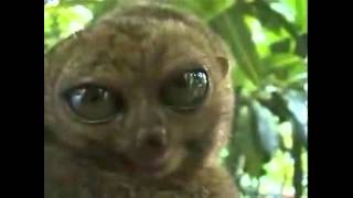 ДОЛГОПЯТЫ \  CUTE TARSIERS