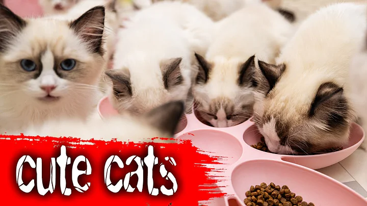 Video 11138501: funny cat live, cat loves playing, cute cat