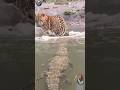 jaguar malah panik putar putar disamperin buaya #animals #jaguar #crocodile #shorts