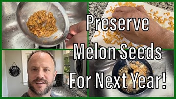 Separate and Preserve Honeydew Melon Seeds 🍈