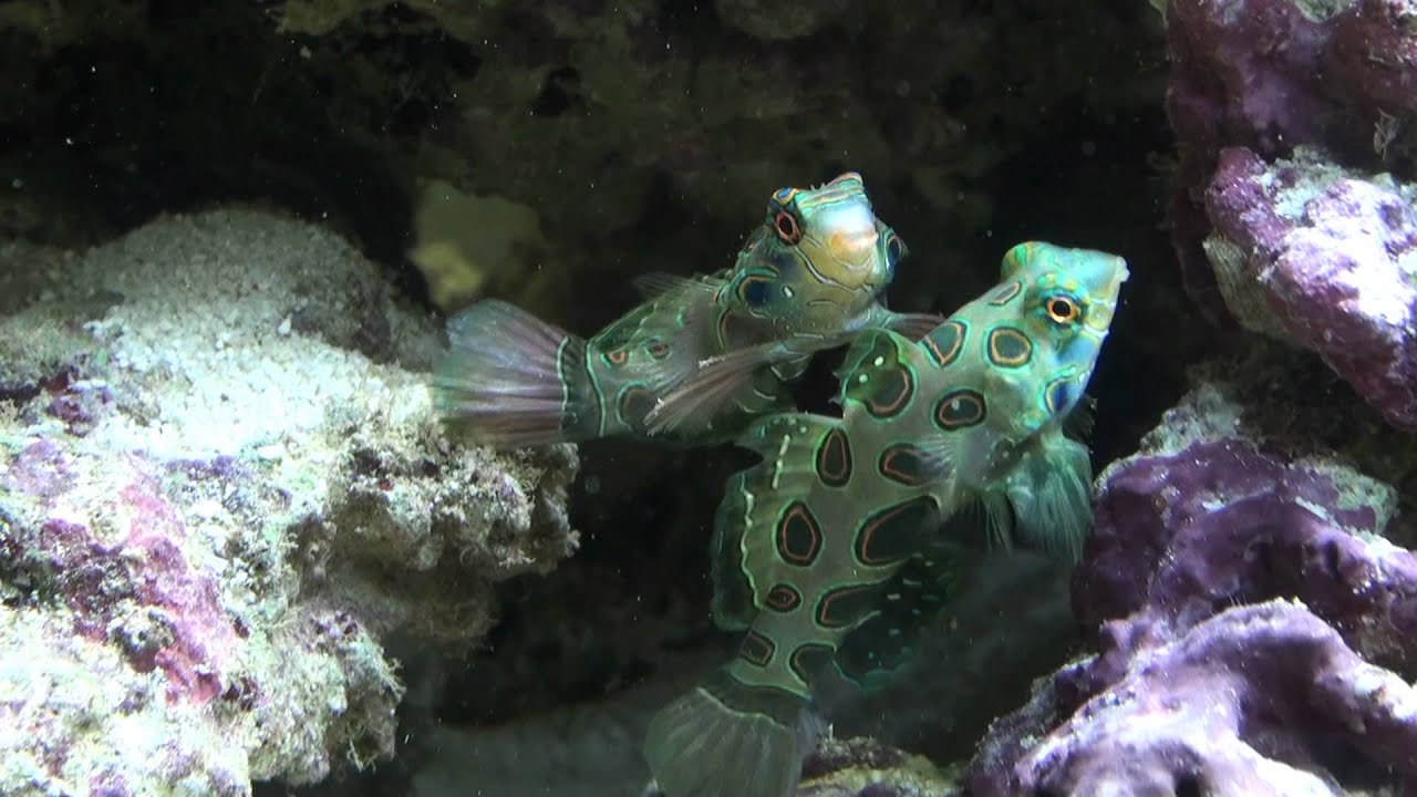 synchiropus picturatus spotted mandarin