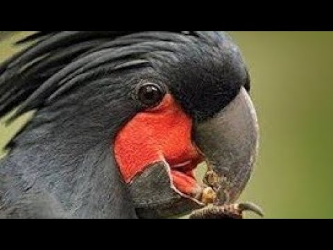 Burung kakatua raja bersiul unik ternyata