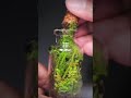 Tiny terrarium after 9 months #shorts