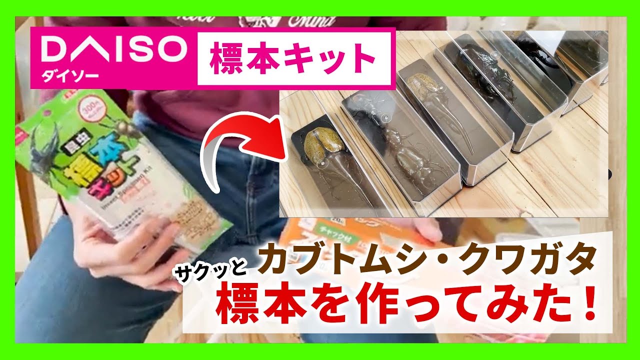簡単 Daiso昆虫標本キットで誰でも簡単に実施できるのか ヘラクレスオオカブトの標本を作ってみた Youtube 簡単 Daiso昆虫標本キットで誰でも簡単に実施できるのか ヘラクレスオオカブトの標本を作ってみた Youtube
