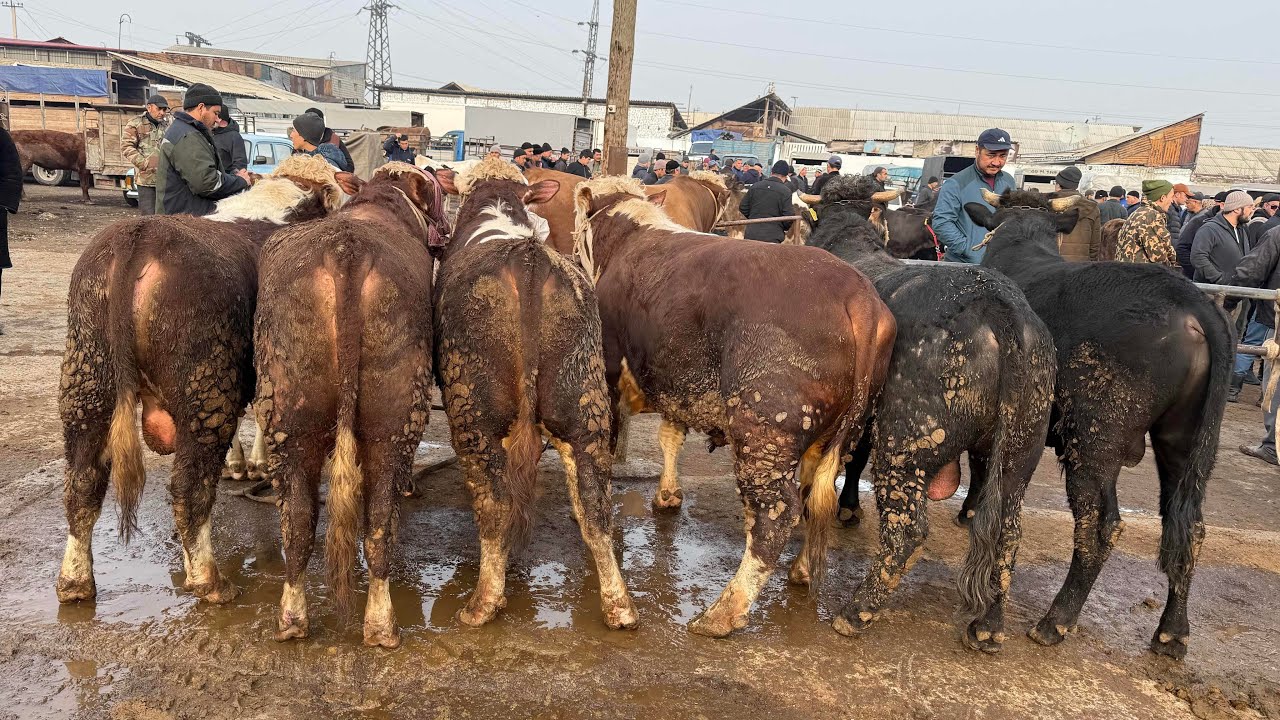 MARG’ILON KOMBINAT CHORVA BOZORI HUNAJINLAR VA BUQALAR NARXLARI 8 марта 2026 г.