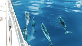 Our LONGEST OFFSHORE SAIL turns into a DAVID ATTENBOROUGH film | Sailing Talia Ep. 16
