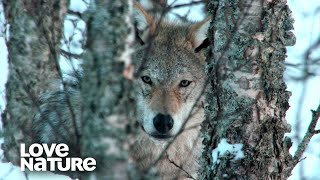 North’s Ultimate Hunters: Brown Bears and Wolves | Wildest Europe 104