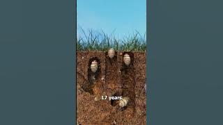 How Cicada Broods Work 🤔