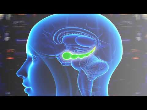 The Brain&rsquo;s Hippocampus - its location and function explained by Psychology Professor Bruce Hinrichs