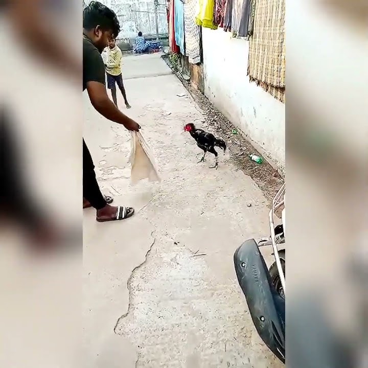 Download lagu psycho sandai seval #aseel #sandaikozhi #shorts #shortvideo