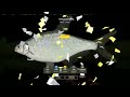 Ахтуба Белоглазка  #russianfishing4 #pp4 #fish #shots