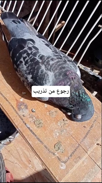 ٢٩ أكتوبر ٢٠٢٥ - YouTube