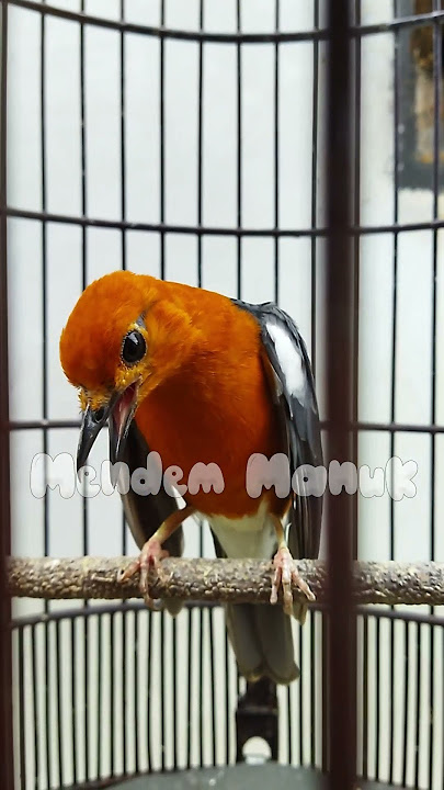 burung pikatan hutan di tawar 10juta ?