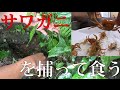 近所の山でサワガニを捕って食べる！！