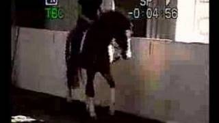 Nemo Counter Canter Right