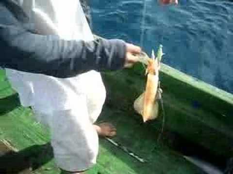 Mencandat sotong - Pulau Perhentian 