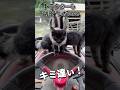 "DAY24"「トラクターも占拠したにゃ( ^ω^ )」 #車猫 #保護猫 #牛舎猫 #猫好きさんと繋がりたい #shorts