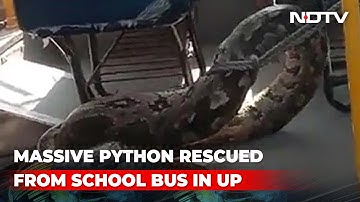 Watch: Massive Python Rescued From School Bus In Uttar Pradesh