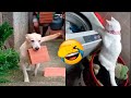 Animales Ayudando A Sus Dueños 🤣