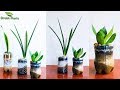 Grow Snake plants in Plastic Bottle Without Soil-Plastic Bottle Recycling Garden Ideas//GREEN PLANTS