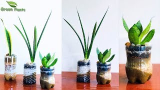 Grow Snake plants in Plastic Bottle Without Soil-Plastic Bottle Recycling Garden Ideas//GREEN PLANTS