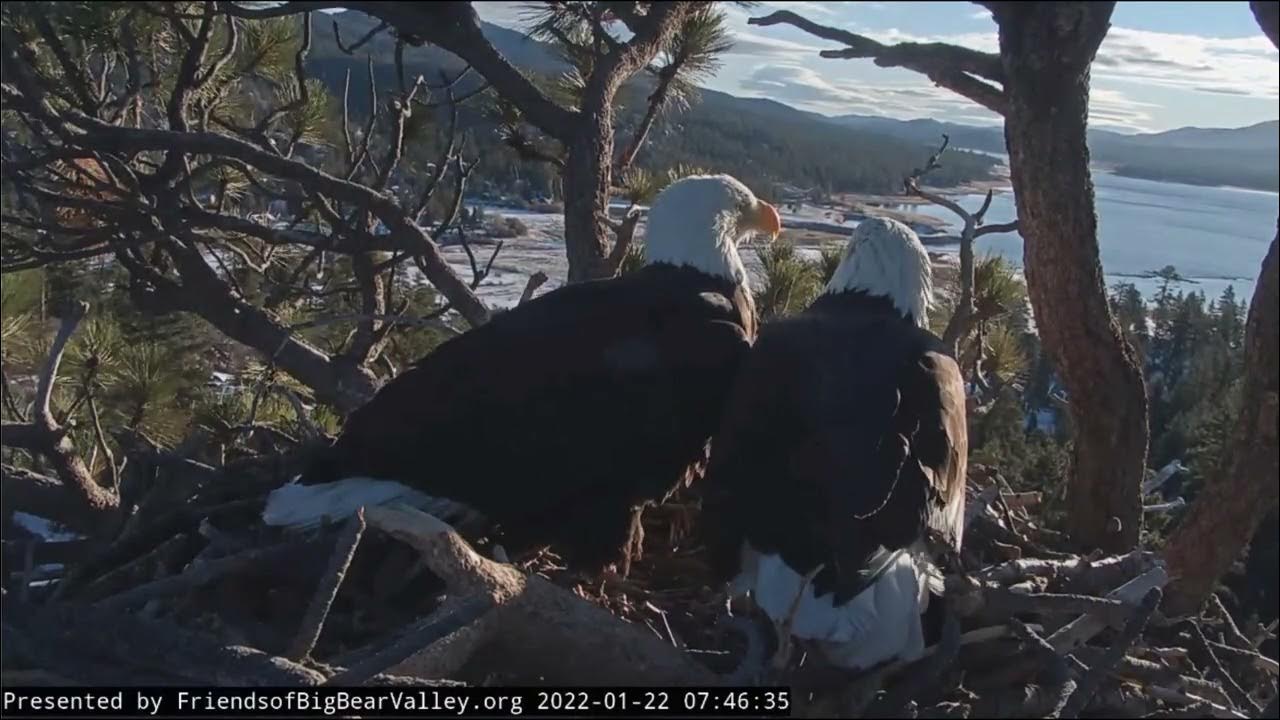 Jackie and Shadow Big Bear Bald Eagle Live Nest Cam - YouTube