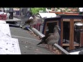 Mandarin Ducks