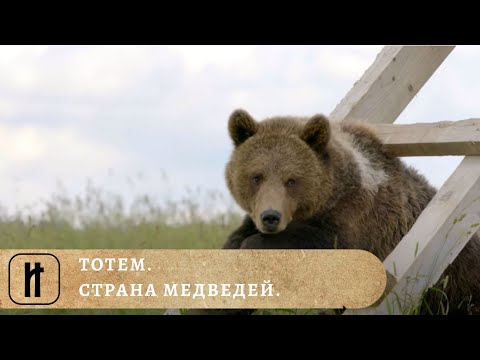 Тотем медведь мультфильм