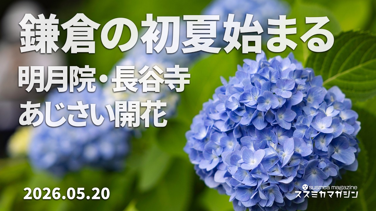 Breaking News] Hydrangeas in Bloom in Kamakura | On-site Report
