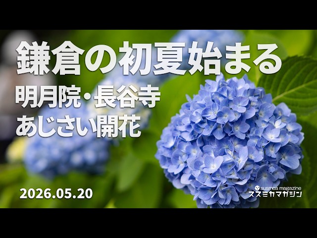 Breaking News] Hydrangeas in Bloom in Kamakura | On-site Report
