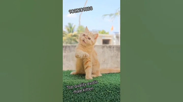 Video 9038961: cats catlover cute, exotic kitten, quality exotic