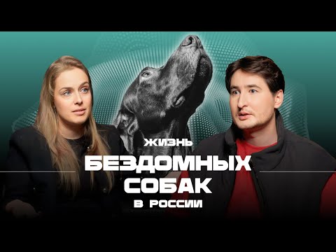 БЕЗДОМНЫЕ ЖИВОТНЫЕ: усыпление, приюты и 700 тысяч за лечение кота. Разговор с волонтером.