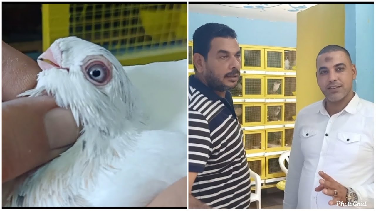 سلاكة حوده طلعت بعد التجديد وكلام مهم عن الحمام الغزار الجزء الأول ( مفاجاااااه في الفيديو )