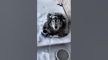 Husky vs. Snow: The Owner’s Dilemma