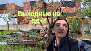 картинка: ПОВТОРНЫЕ ЗАМОРОЗКИ - что делать? ПОСАДКА ЯБЛОНЬ, СМОРОДИНЫ, ОБРЕЗКА ГОЛУБИКИ ЗАБРОШЕННАЯ ДАЧА #3