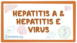 Hepatitis A and hepatitis E virus  causes, symptoms, diagnosis, treatment, pathology