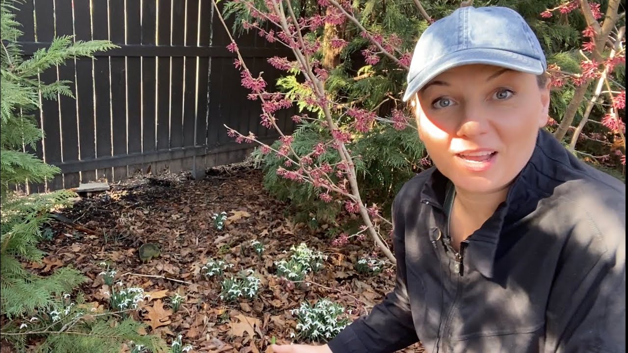 🌱 How to Grow and Propagate Snowdrops 🌱 Surprise Announcement 😀