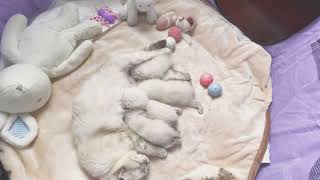 16 DAYS after birth cute scottish baby kittens #kitten #cutecat #asmr #scottishcat #catvideo