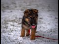 Rocky the German Shepherd Puppy Growing Up -  8 Weeks to 4 months