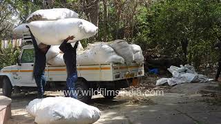 Workers loading and unloading large fodder sacks from a pickup truck screenshot 5