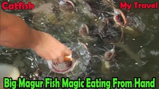 Hybrid Magur Fish Farming India _Big Deshi Magur Fish Eating bread_Catfish Farming