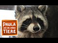 Wie wäscht der Waschbär? (Doku) | Reportage für Kinder | Paula und die wilden Tiere