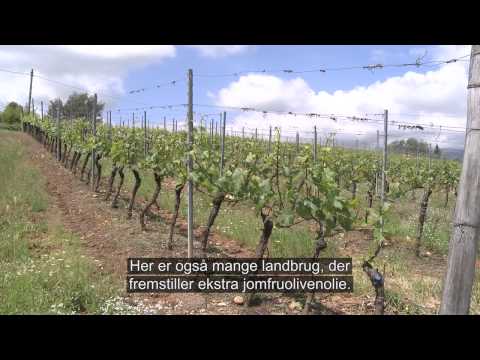 Video: De bedste vingårde på Sicilien