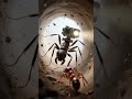 This Tiny Hole Leads to an Army Ant Kingdom 🐜