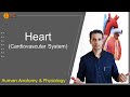 Human Heart: Anatomy and Physiology (Cardiovascular System)